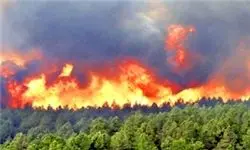 دلیل آتش‌سوزی جنگل‌های بلوط باغملک چه بود؟