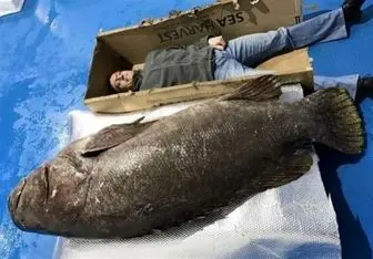 این ماهی عظیم الجثه را ببینید+ عکس