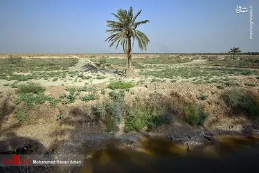 نخل