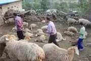 
حیوانی ناشناخته عامل رعب و وحشت مردم شد
