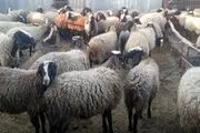 واردات دام سنگین از برزیل به زودی