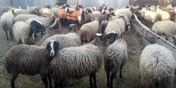دستگیری سارقان ۸۰۰ راس گوسفند در ساوه 