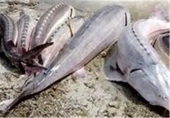 ماهی خاویار ایرانی به کیلویی ۱۶ میلیون تومان رسید