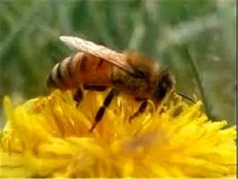تولید زنبور تریکو گراما برای نخستین بار در استان کرمانشاه
