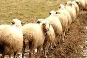 فروش گوسفند با کارت ملی سوژه شد!
