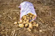 پرونده گرانی سیب‌زمینی به ستاد تنظیم بازار می‌رود