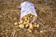 صادرات بدون عوارض سیب زمینی تا اطلاع ثانوی مجاز شد