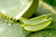 خواص شگفت انگیز آلوئه ورا برای پوست 
