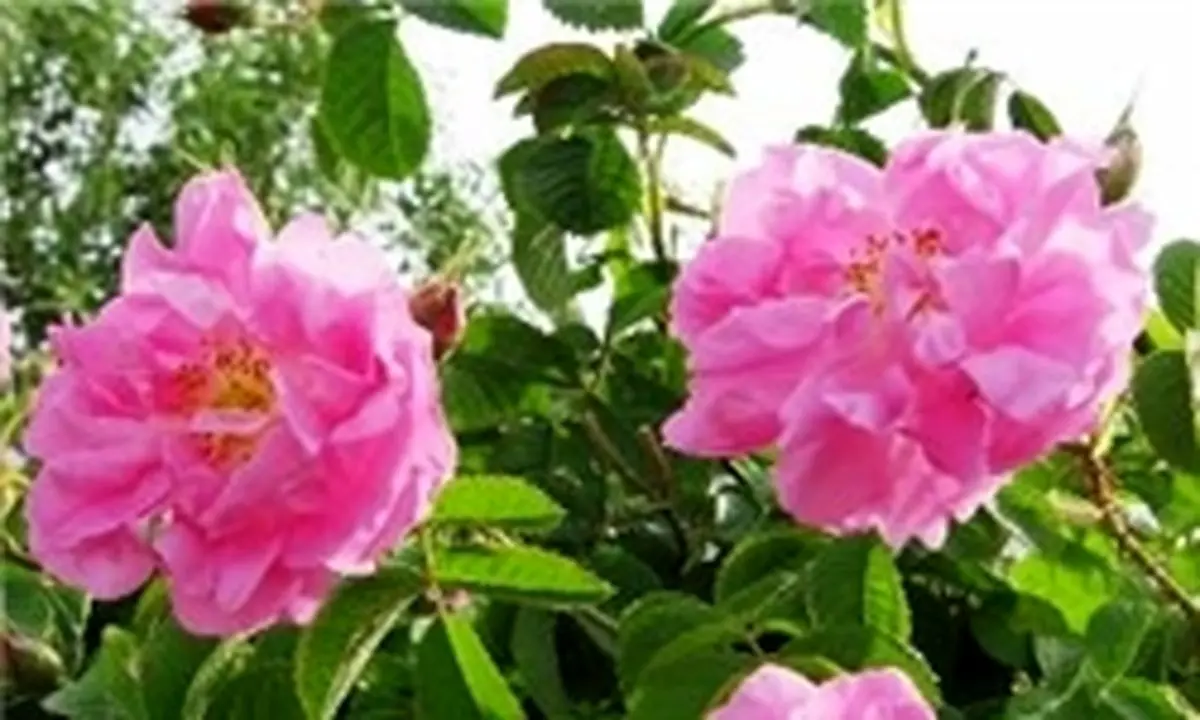 خراسان شمالی مستعد توسعه نوغانداری و پرورش گل محمدی