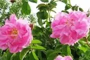 خراسان شمالی مستعد توسعه نوغانداری و پرورش گل محمدی