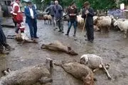 ارسال خوراک دام و طیور رایگان به مناطق سیل‌زده