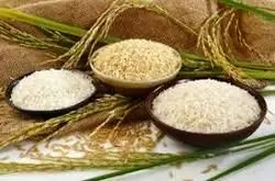 برنج تراریخته در بازار وجود ندارد
