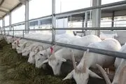 شیطنت بچه بزهای کوهی روی قله!/ عکس