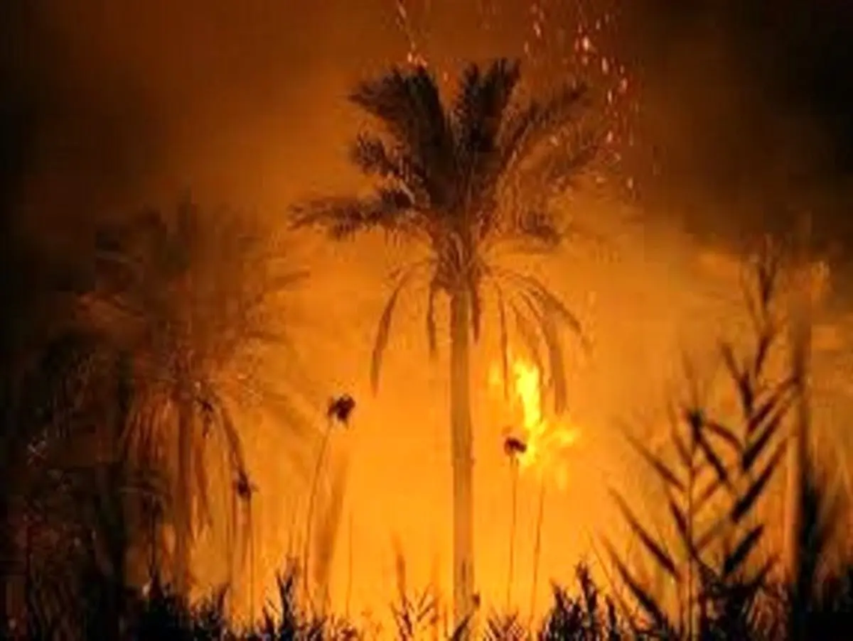 سرمایه نخل کاران سراوان همچنان قربانی بی احتیاطی ها