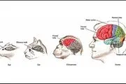 دلایلی که مغز انسان و حیوان را از هم متمایز می‌کند
