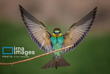 زنبور خوار/ گزارش تصویری 