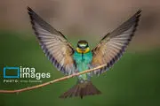 زنبور خوار/ گزارش تصویری 