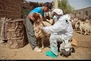 ۶۳۰ هزار راس دام استان بوشهر علیه بیماری تب برفکی واکسینه شدند 