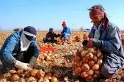 قیمت پیاز کشاورزان را شوکه کرد