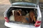 مورد عجیب در بازار خودرو/ گوسفند بده ماشین بگیر
