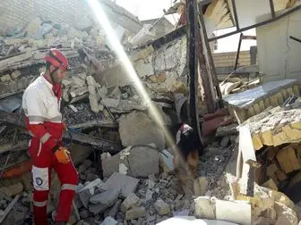  اخبار منتشر شده مبنی بر حضور "تیدا" سگ زنده یاب در مناطق زلزله زده کرمانشاه کذب است