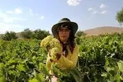 برداشت انگور و استحصال کشمش در تاکستانهای ملایر /گزارش تصویری