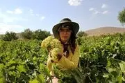 برداشت انگور و استحصال کشمش در تاکستانهای ملایر /گزارش تصویری