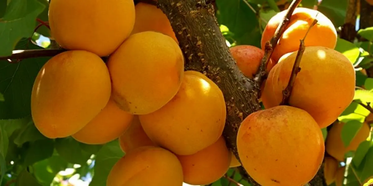 میوه شگفت انگیز را بشناسید