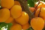 ارزآوری 6 میلیون دلاری با صادرات زردآلو/جدول