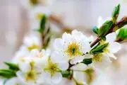 بهار همدان/ گزارش تصویری