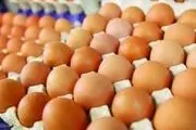 اعلام اسامی تخم مرغ های غیربهداشتی
