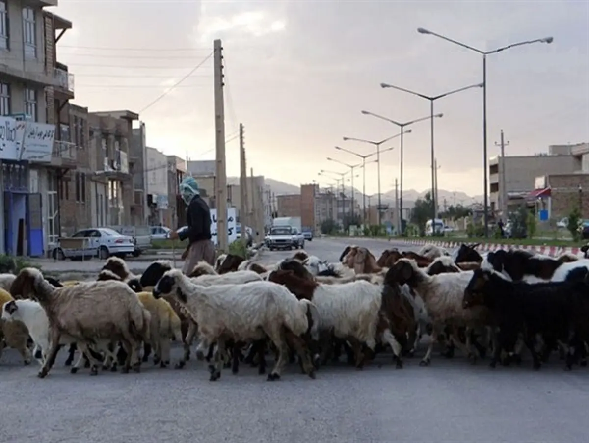 حضور روزانه 5 هزار دام در محیط شهری رشتخوار