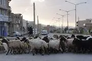 حضور روزانه 5 هزار دام در محیط شهری رشتخوار