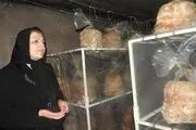 پرورش قارچ توسط بانوی ارومیه ای