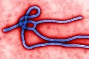 سر و کله ویروس مرگ بار ابولا دوباره پیدا شد