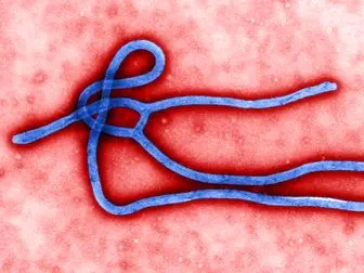 سر و کله ویروس مرگ بار ابولا دوباره پیدا شد