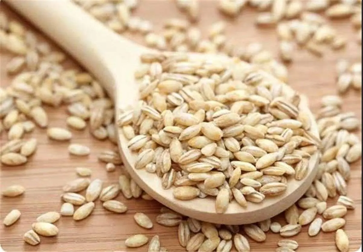 نقش جو در زنجیره غذایی
