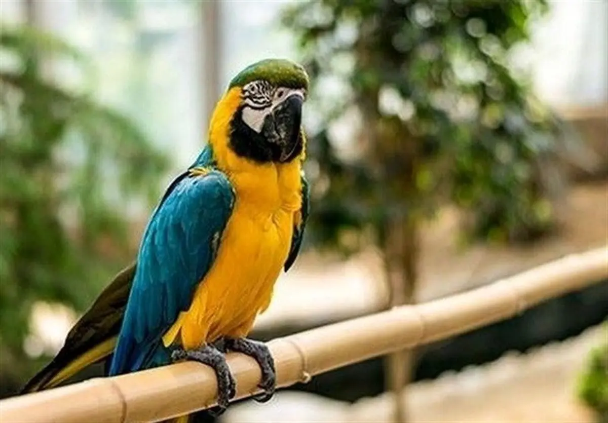 پرندگان لویزان به نمک‌آبرود منتقل شدند