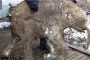 عجایب دنیای اجساد