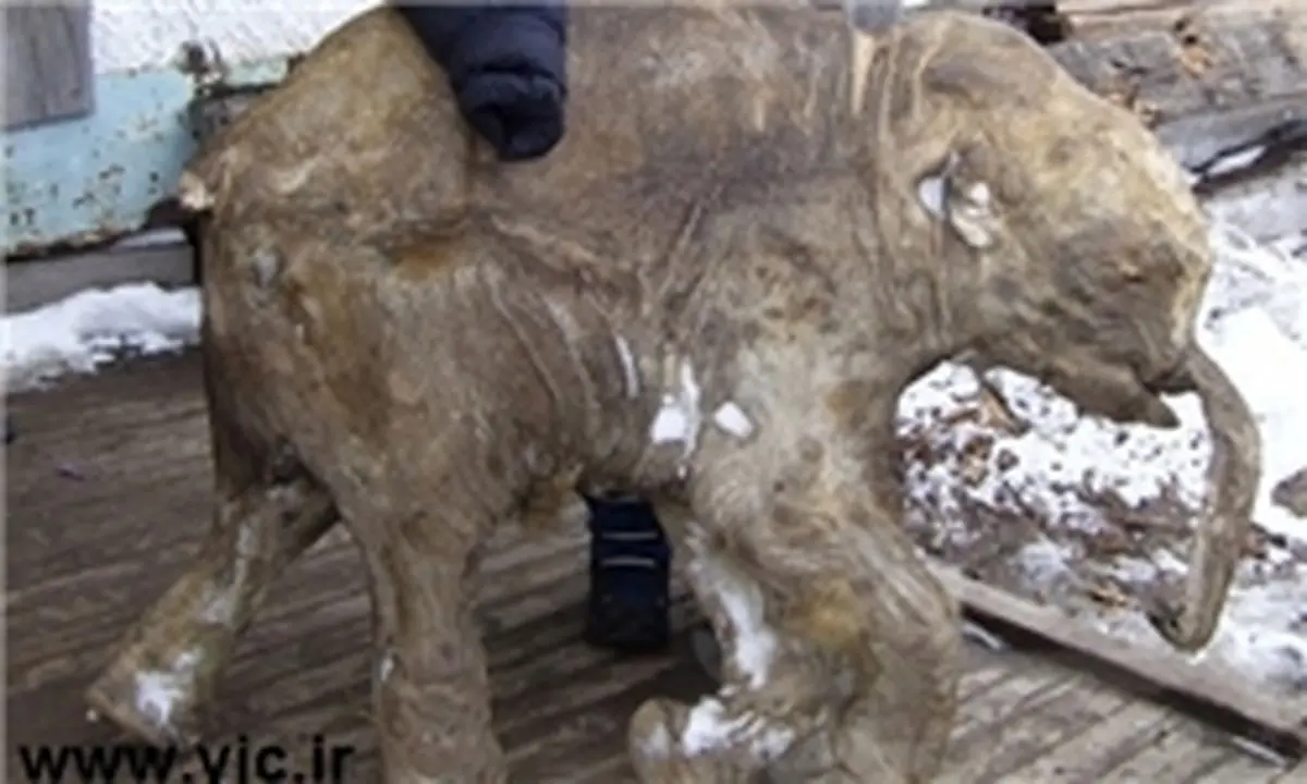 عجایب دنیای اجساد