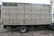 توقیف یک کامیون پر از مرغ قاچاق