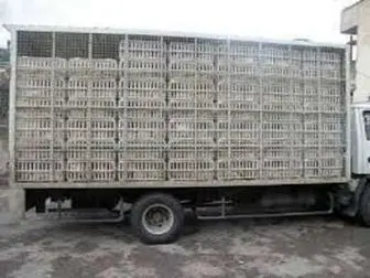توقیف یک کامیون پر از مرغ قاچاق