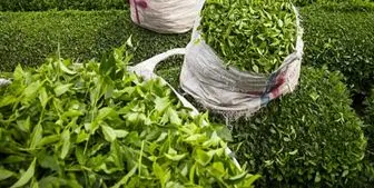 ایران بزرگترین واردکننده چای هندی شد
