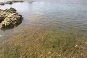  رودخانه جالب 