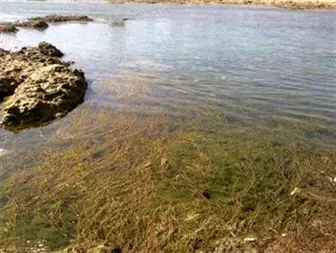 جلبک و فاضلاب تهدیدی جدی برای حیات رودخانه دز