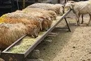 پرورش گوسفند و تولید علوفه در تعاونی‌های تولیدی کشور