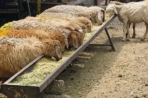 صادرات گوسفند به کشورهای حاشیه خلیج فارس
