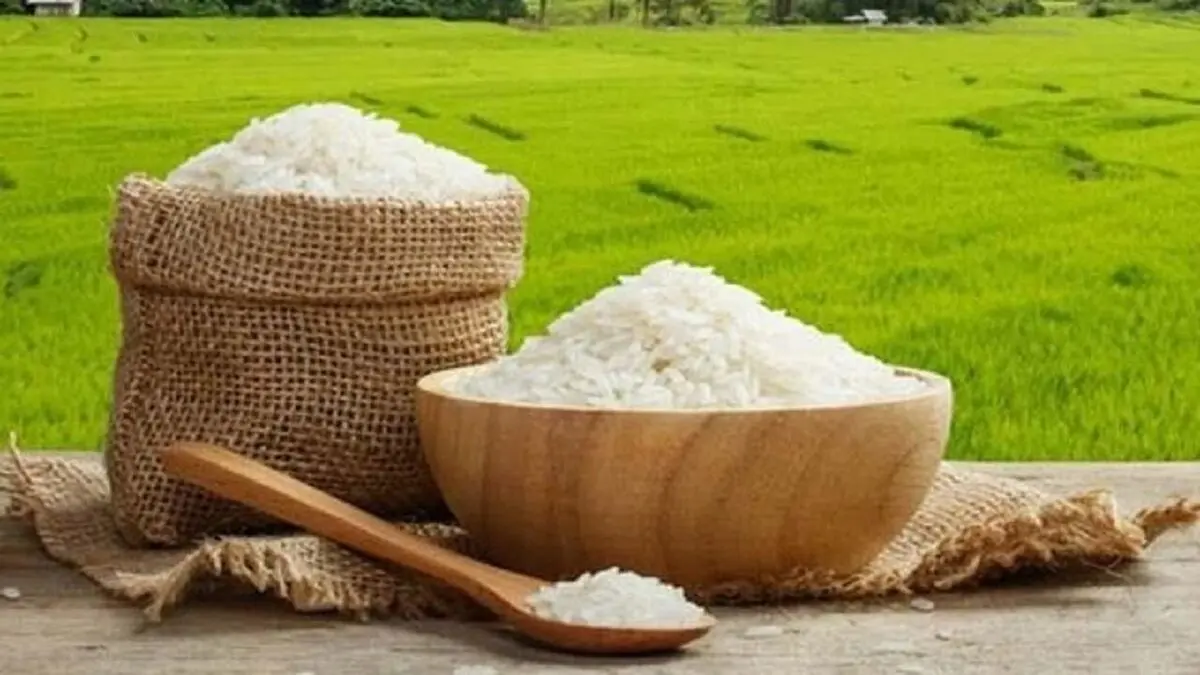 قیمت برنج به کمتر از ۸۰ هزار تومان می رسد؟
