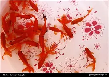 ماهی