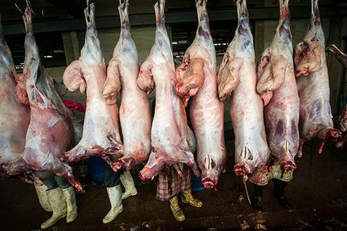 
وجود 13 کشتارگاه سنتی دام در آذربایجان غربی
